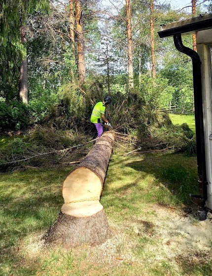 trädfällning